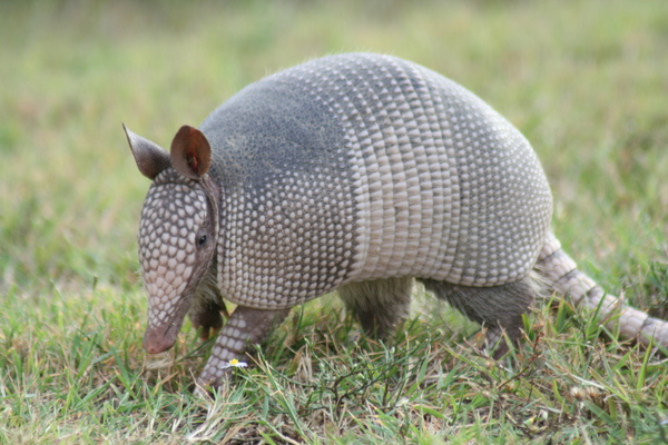Product picture armadillo