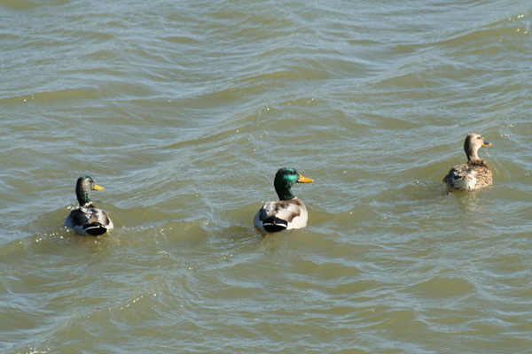 Product picture ducks